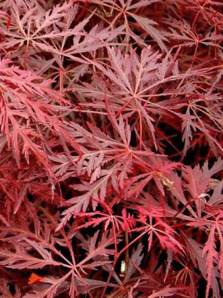 Acer Palmatum Dissectum Garnet